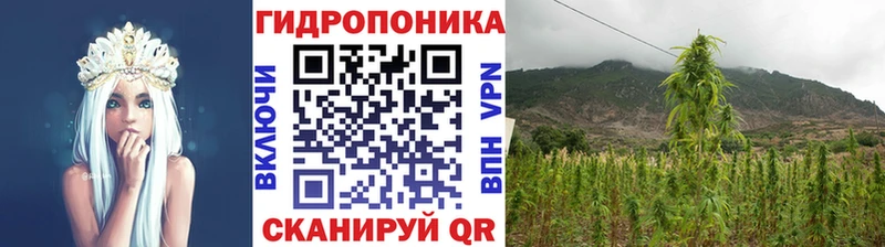 как найти   Бородино  mega как зайти  Марихуана сатива 